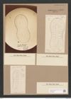 Surirella macraeana Grev. (de-Toni-Nr.: Genus 53, Species 2297) Zeichnungen Sammlung Grunow Nr. 4748 (NHMW-BOT-W0372859)